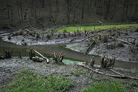 beavers, landscape, flooding, the destruction of the