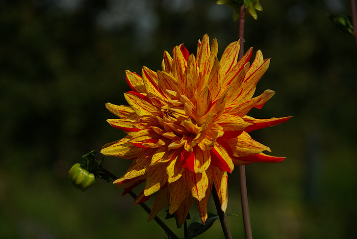 Dahlie, dekorative Blume, Blume, Orange, Blüte, Bloom, Cottage-Garten