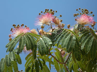 powder puff shrub, bush, bloom, flowers, pink, mediterranean, ornamental shrub