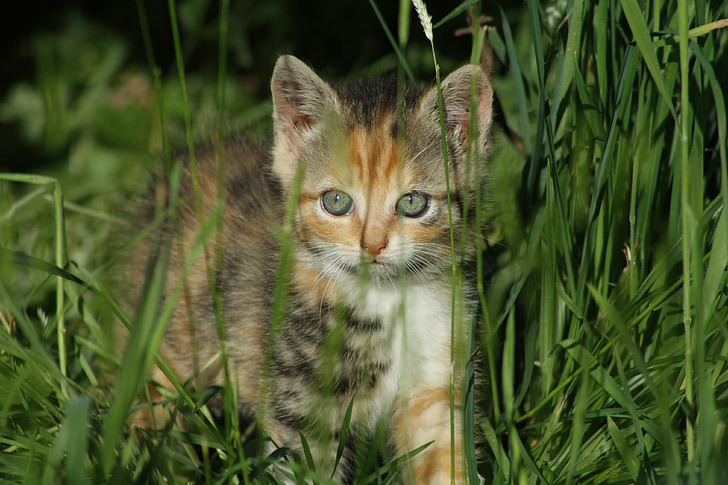 kucing, rumput, hijau, getiegert, anak kucing, kucing bayi, mata