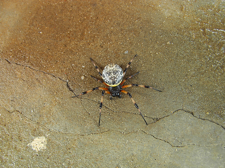 Tuntematon spider, Kotona, löysi