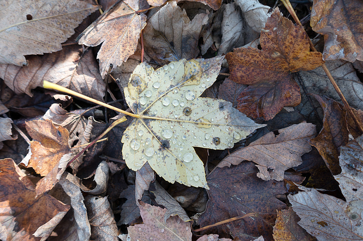 leaf, maple, drop of water, green, brown, autumn, forest floor