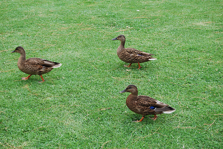 ducks, bird, water, wildlife, nature, waterfowl, grass
