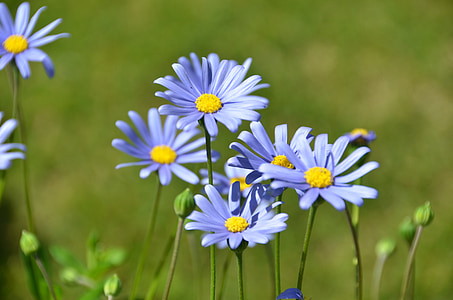 zils felicia margrietiņa, puķe, zieds, ziedēšanas, augu, Pavasaris, botānika