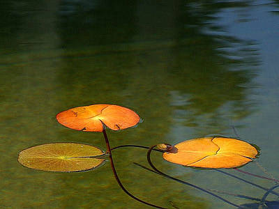pond, reflecting, lake, landscapes, nature