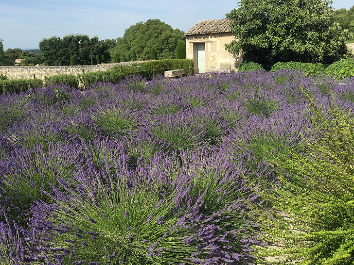 france, lavender fields, lavender, countryside, flower, french