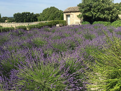 france, lavender fields, lavender, countryside, flower, french