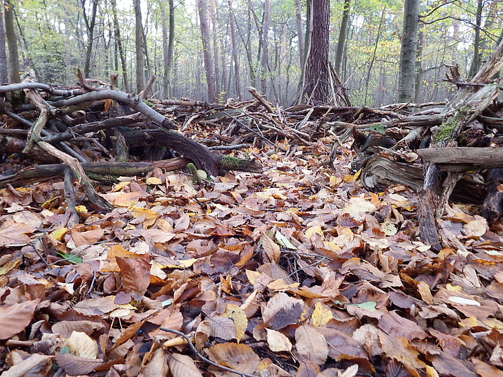 chão da floresta, folhas, vegetação rasteira, Novembro de, humor, Outono