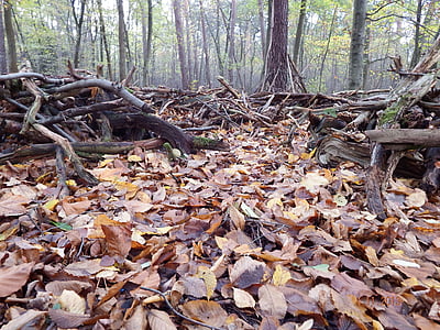 skogsmark, lämnar, undervegetation, november, humör, hösten