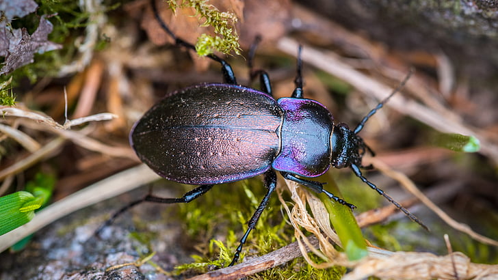 lille gamle beetle, feil, natur, insekt, dyr, Wing, natur Foto