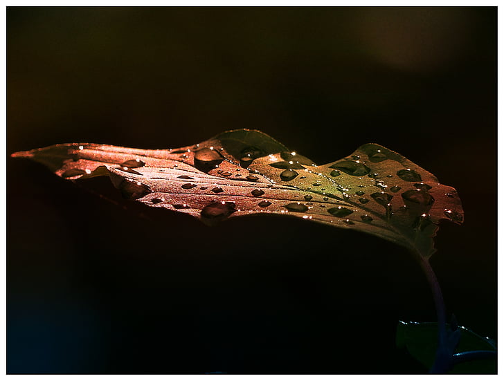 leaf, early morning, after rain, morning glory, rain drops, nature, forest