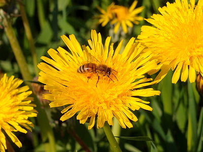 flowers, dandelions, bee, insects, flower, may, flowers of the field