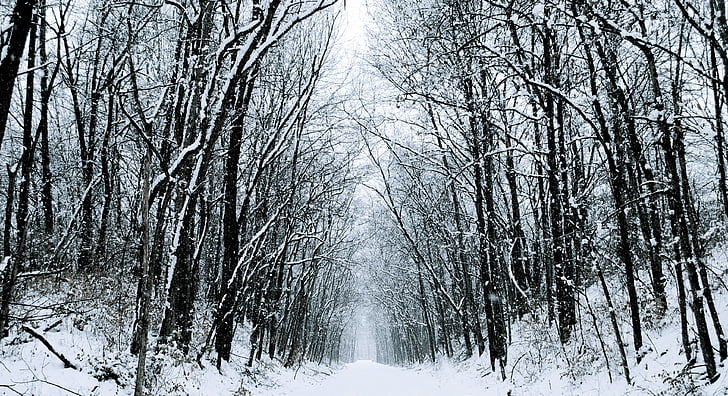 musim dingin, salju, jalan, pohon, hutan, putih, dingin
