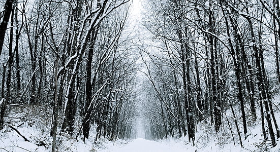 winter, snow, road, trees, forest, white, cold