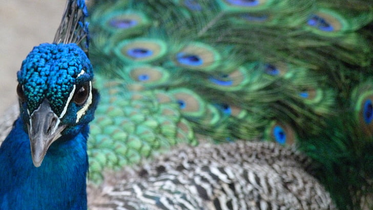 pavone, Colore, iridescente, uccello, colorato