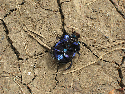Beetle, macro, noir, bousier, au sol, terres arables, ausgetrrocknet