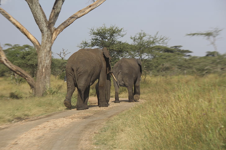 elefanter, Afrika, Serengeti, Tanzania, naturen, vilda djur, djur