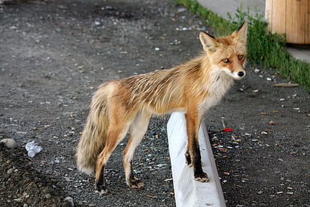 Fuchs, cruzamento de Pelly, Yukon, Canadá, animais, território de Yukon