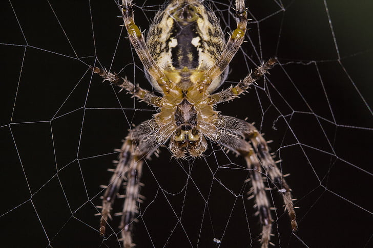 laba-laba, makro, closeup, hewan, warna, alam, Web