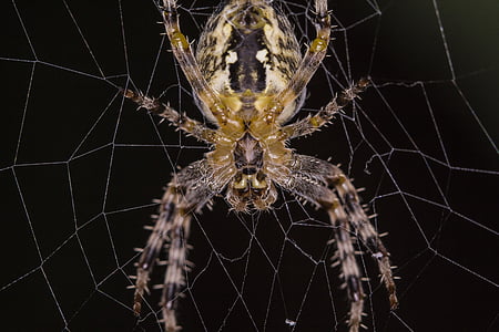 spider, macro, closeup, animal, color, nature, web