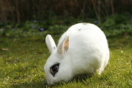 토끼, 토끼, 애완 동물, 동물, 잘라내기, 집 토끼, 잔디