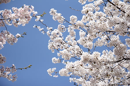 cherry, blossom, white, branch, bloom, floral, blooming