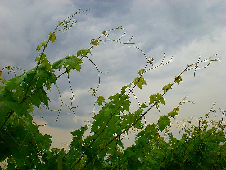 wine, entwine, sky, leaves, vine, plant, vines