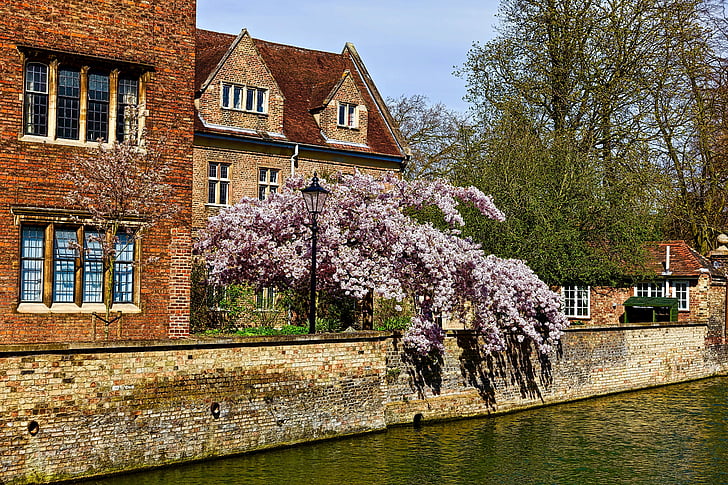 blossoms, canal, cambridge, flowers, river, scenic, buildings
