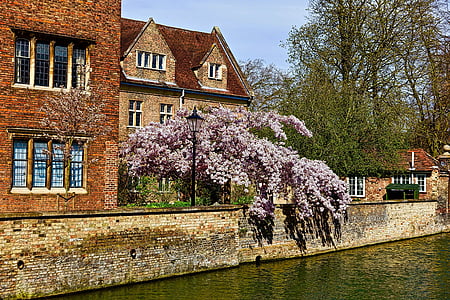 květy, kanál, Cambridge, květiny, řeka, malebný, budovy