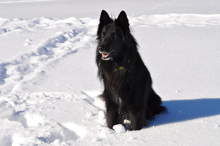 Pablo, Groenendael, selva negra, perro, animales de compañía, nieve, animal