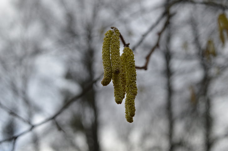 nature, flowers, tree, branch