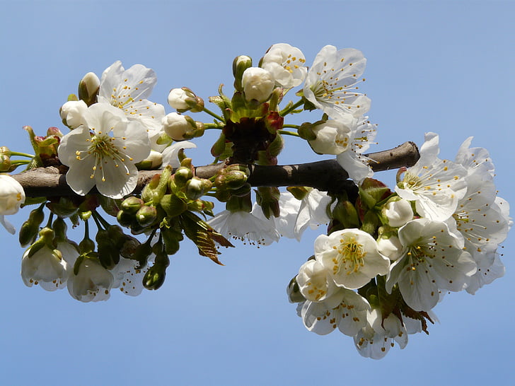 pavasarį, gėlės, pumpurai, žydėti, obuolių, džiaugsmas