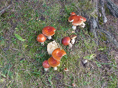 mushroom, nature, toxic, in the autumn, forest, mushrooms, fungus