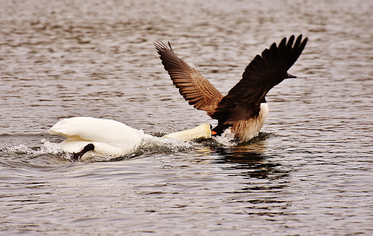 Swan, gigitan, Wild goose, berpendapat, dunia hewan, bulu, bulu