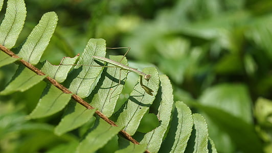 quentin chong, mantis, green, leaf, nature, plant, green Color