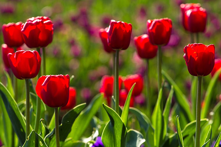 tulipany, wiosna, światło, kolorowe, czerwony, kwiaty