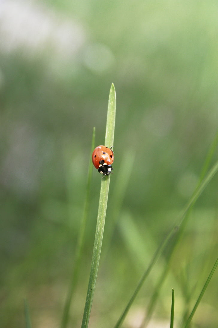 Ladybug, insectă, beetle, iarba, detalii cu privire la, insecte, natura
