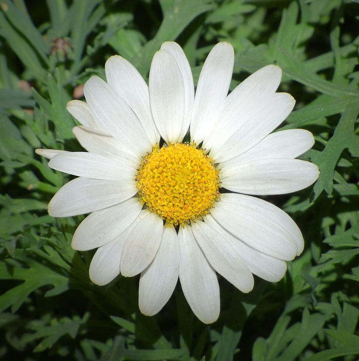 Daisy, pétales, fleur, pistil, pollen, pétale, capitule