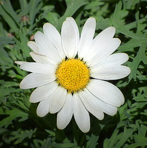 Daisy, kelopak bunga, bunga, putik, serbuk sari, kelopak, bunga kepala