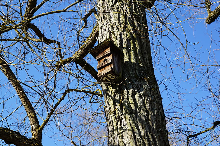 kavez za ptice, drvo, priroda