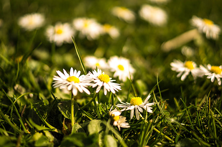 daisies, spring, meadow, summer, nature, flower, green