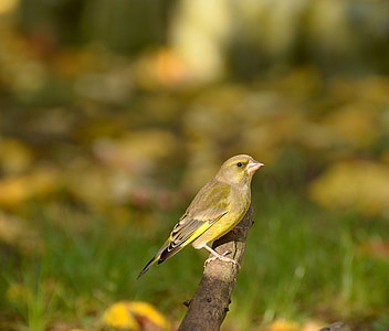 Verderón común, Fink, pájaro, verde amarillo, rama, sentado, naturaleza