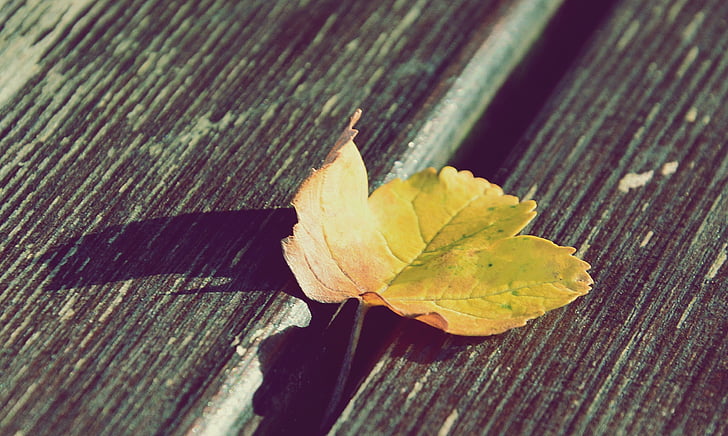 yellow leaf, wood, summer, leaf, autumn, nature, season