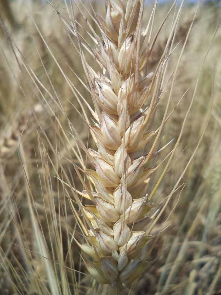Пшениця, поле, завод