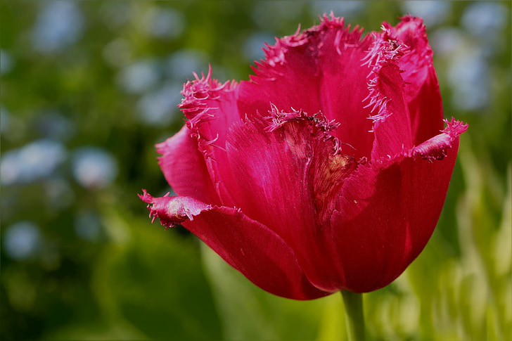 kukka, Tulip, Frans tulip, vaaleanpunainen, Sulje, Puutarha