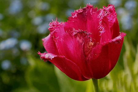fiore, tulipano, Frans tulipano, rosa, chiudere, giardino