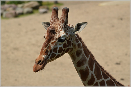 girafa, Giraffa la girafa, animal, sabana, salvatge, vida silvestre, parcs