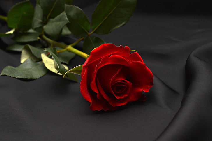 stieg, rot, rote rose, Blume, Blüte, Bloom, Romantik