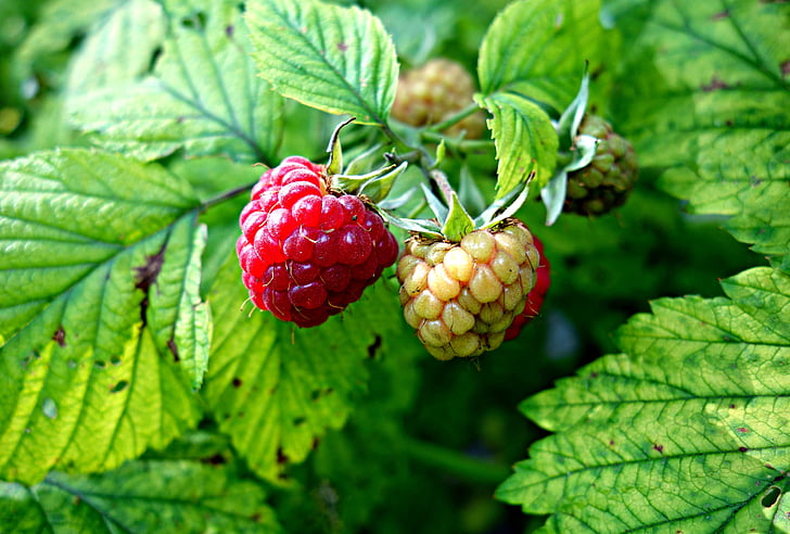 raspberry, berry, fruit, food, fresh, healthy, organic
