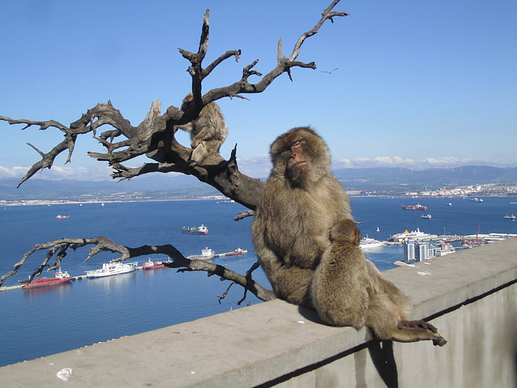 Gibraltar, apinat, Välimerelle